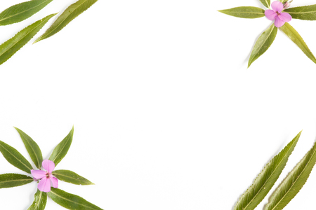 Floral background with a blank space for a text.の写真素材