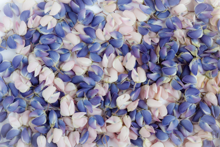 The flower petals of blue and pink lupine.の写真素材