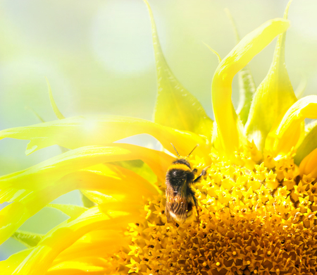 Bee on the flower in the sunflower.の写真素材