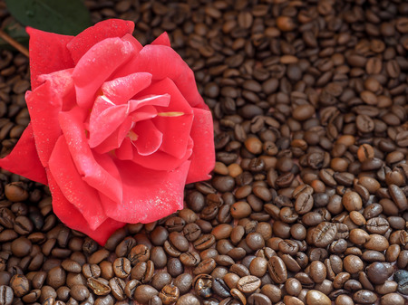 Blooming red rose on the surface of coffee bean.の写真素材