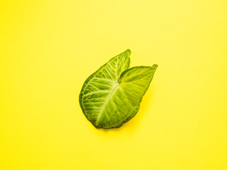 Frame of fresh green leaves on a yellow background