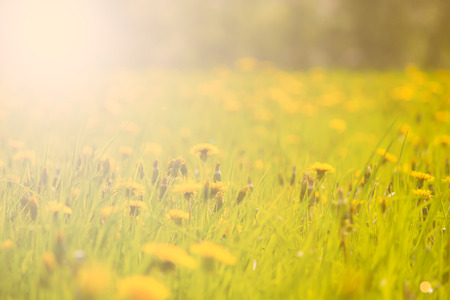 Field with yellow dandelions, a panoramic background of natureの写真素材