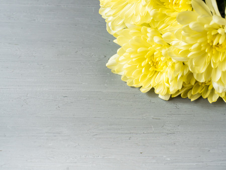 Yellow flowers chrysanthemum on gray concrete background with Place for text.の写真素材