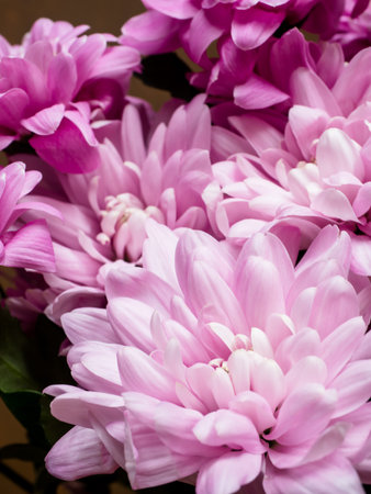 Bouquet of multicolored chrysanthemums on brown wooden background Place for text.