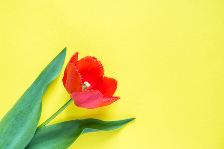 Red flowers of tulips on bright yellow background. Copy space for text.の写真素材