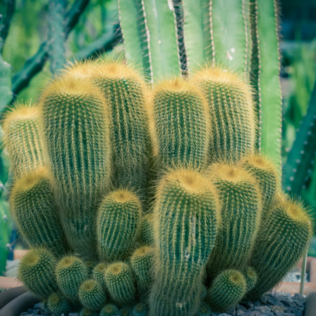 Green cacti and succulents Selective focus Close up.の写真素材