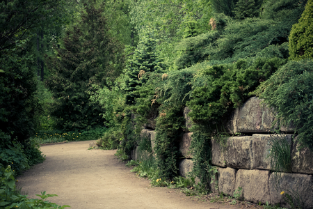 Flowering young coniferous trees in the spring in the forest.の写真素材