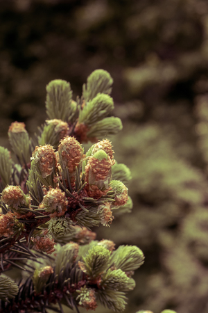 Flowering young coniferous trees in the spring in the forest.の写真素材