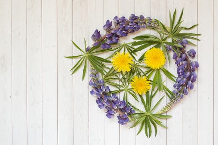 Beautiful flowers of lupine dandelion in the form of a circle on a light background copy spaceの写真素材