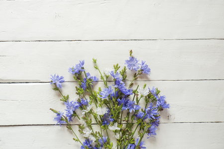 Chicory flowers on white wooden background. Medicinal plant Cichoriiの写真素材