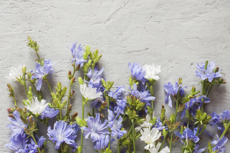 Chicory flowers on gray background. Medicinal plant Cichoriiの写真素材