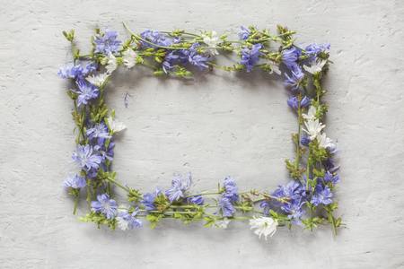 Chicory flowers on gray background. Medicinal plant Cichoriiの写真素材