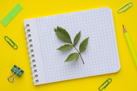 Business concept. Notebook and stationery on a yellow background with plant leavesの写真素材