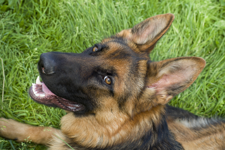 German shepherd resting and walking outdoors in a fieldの写真素材