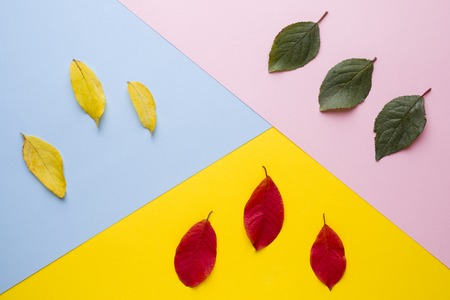 leaves are green, yellow and red. Abstraction, the concept of autumnの写真素材