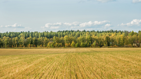 Autumn field with trees, sky with clouds. A clear and serene dayの写真素材