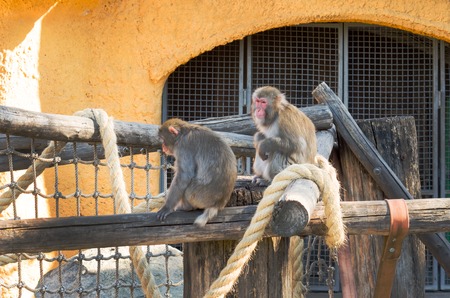 Japanese macaque. Macaca fuscata baby in Moscow Zoo.の写真素材