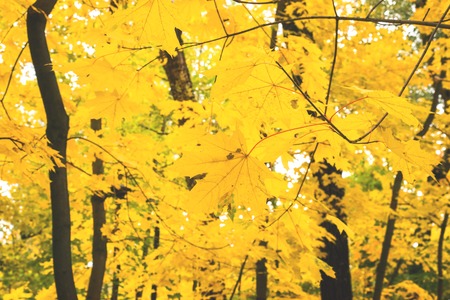 Autumn in the city Park, trees in yellow foliageの写真素材