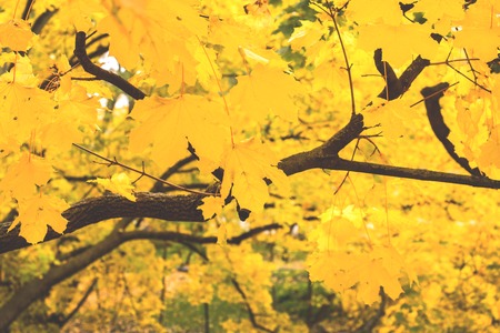 Autumn in the city Park, trees in yellow foliageの写真素材