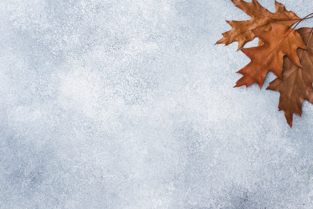 Autumn dry oak leaves on a gray background. Texture subtext