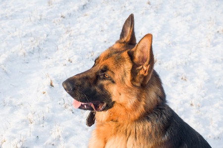 Dog german shepherd in a park in a winter day.の写真素材