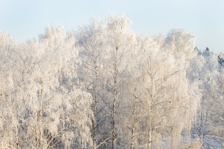 Winter frost on tree branches full frame pure winter background.の写真素材