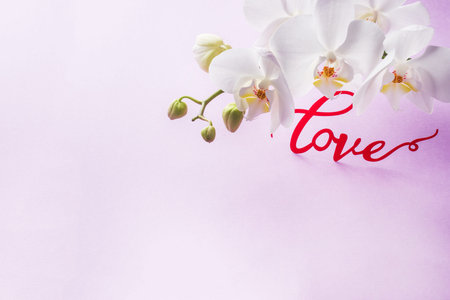 White Orchid flowers on pink background concept Valentine's dayの写真素材