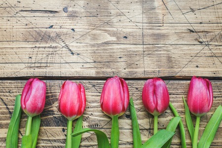 right pink purple tulips on wooden background with copy spaceの写真素材
