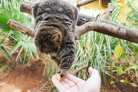Manual brown lemur eating banana sitting on a treeの写真素材