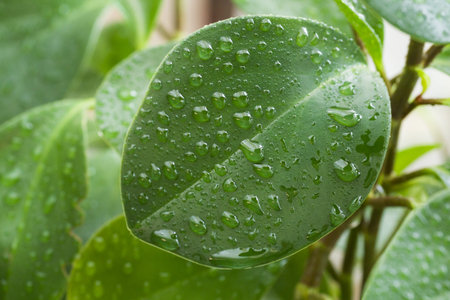 Drops of clean water on a green leaf for a natural and healthy background