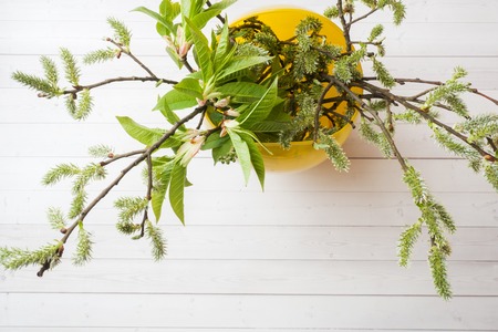 Green twigs of cherry and willow in a vase top view on a white tableの写真素材
