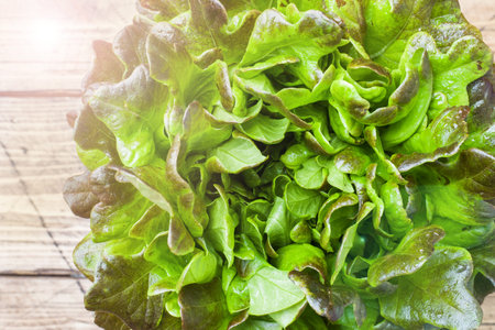 Fresh red lettuce Bush Oak leaves. Close up. Green background