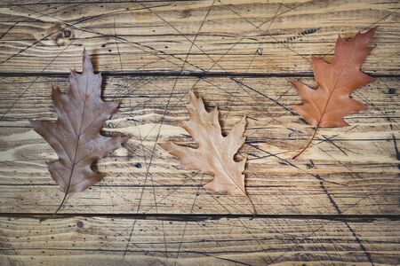 Autumn still life. Dry oak leaves on a wooden Board. Top view, vintage style. Copy spaceの写真素材