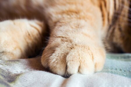 Ginger cat's paw on the blanket. Selective focusの写真素材