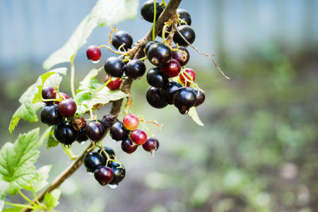 Ripe black currants hanging from bush ready for harvest