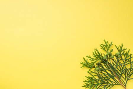 Branch thuja on yellow background with copy space
