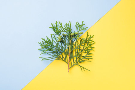 Branch thuja on yellow background with copy space