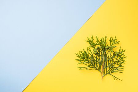 Branch thuja on yellow background with copy spaceの写真素材