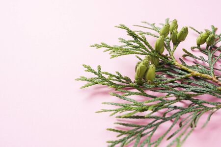 Branch thuja on pink background with copy spaceの写真素材