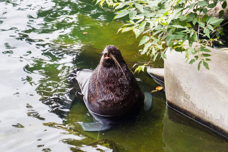 Walrus sits in the water the Moscow zoo Russia