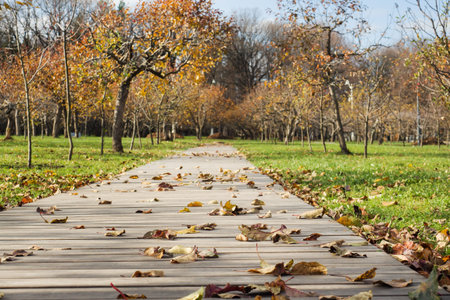 Autumn trees and fallen yellow leaves in a Park in the city