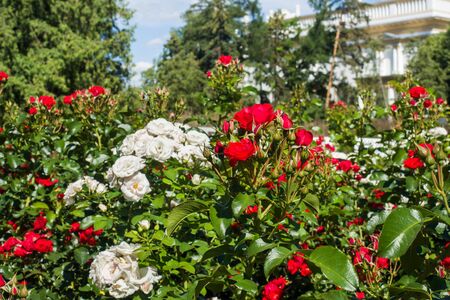 Flowering rose bushes in the summer gardenの写真素材