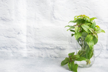 Fresh sprigs of fragrant mint in a glass on a gray background with copy space
