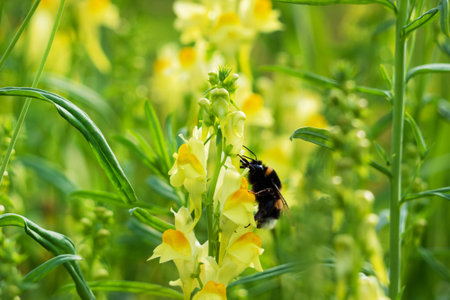 Yellow Snapdragon flower grows on the field