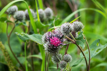Prickly purple Thistle flowers. The wild plant grows in fields and meadowsの写真素材