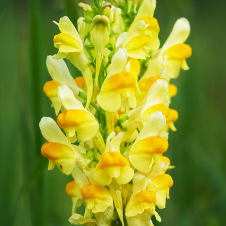 Yellow Snapdragon flower grows on the field