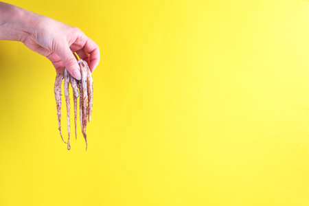 A woman's hand holds the raw tentacles of a squid, the tentacles of a cuttlefish hanging on a yellow backgroundの写真素材