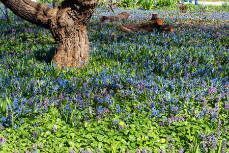 Spring landscape with primroses, bright carpet of flowers in the park on a sunny dayの写真素材