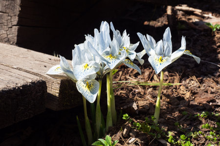 Beautiful iris flowers grow in the park on a sunny day, mini irises bloomed in the spring