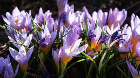 Beautiful first spring flowers crocuses bloom under bright sunlight in the parkの写真素材